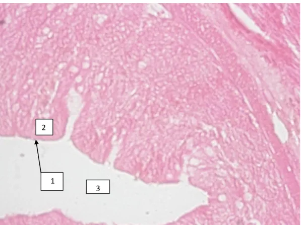 Gambar 1. Gambar mikroskopis irisan melintang jejunum marmut kontrol (P0) tebal irisan 6 mikron                          Pewarnaan  : Hematoxylin Ehrlich ± Eosin Perbesaran   : 400 kali 