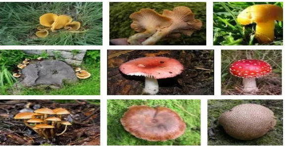 Gambar 2.1 macam-macam jamur21