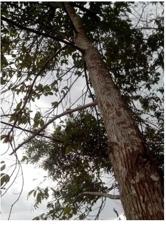 Gambar 1. Pohon Laban 