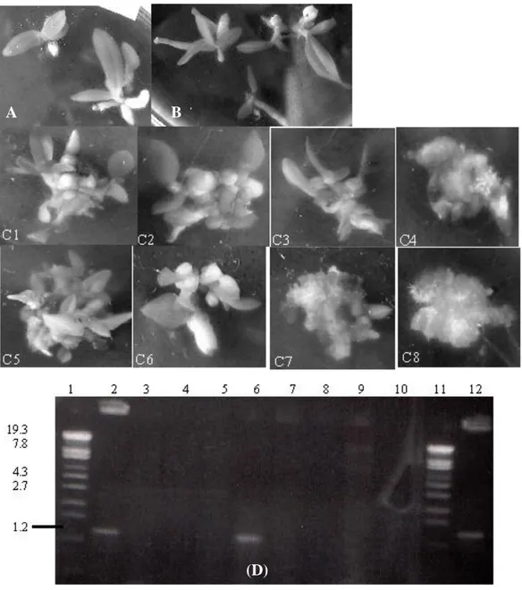 Gambar  3.  A.  Pertumbuhan  Tunas  Ph.  amabilis  yang  tidak  ditransformasi;  B.  pertumbuhan  tunas  hasil  transformasi  pGreen/LBA4404;  C  (1-8)