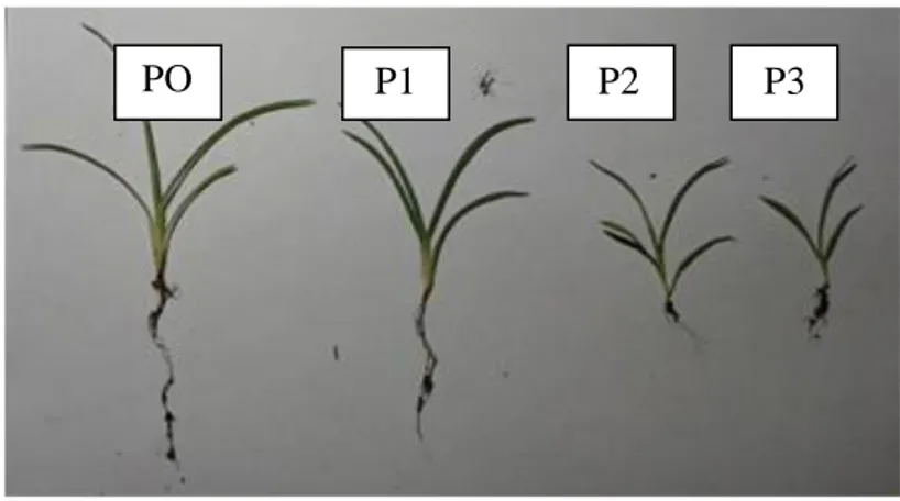 Gambar  1.  Pertumbuhan  rumput  belulang  dengan  perlakuan  alelokimia  ekstrak  A.  conyzoides  selama  4  minggu 