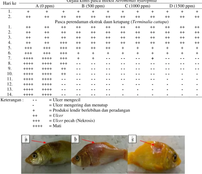 Tabel 2 . Gejala Klinis Ikan Mas Pasca Infeksi A. hydrophila 