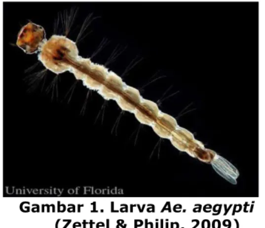 Gambar 1. Larva Ae. aegypti     Gambar 2. Morfologi larva Ae. aegypti  (Zettel &amp; Philip, 2009)  (Safar, 2009) 