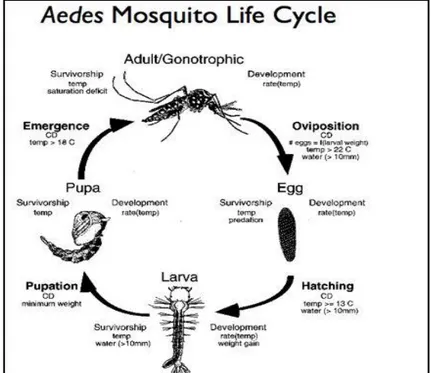Gambar 3. Siklus Hidup Ae. aegypti (Muktar et al, 2016).  Insektisida 