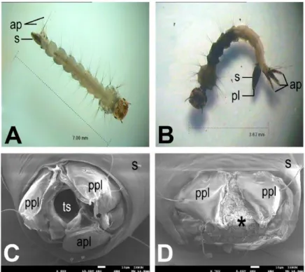 Gambar 9. Morfologi larva sebelum dan sesudah pemberian ekstrak B. pennata (Yu et al, 2015)