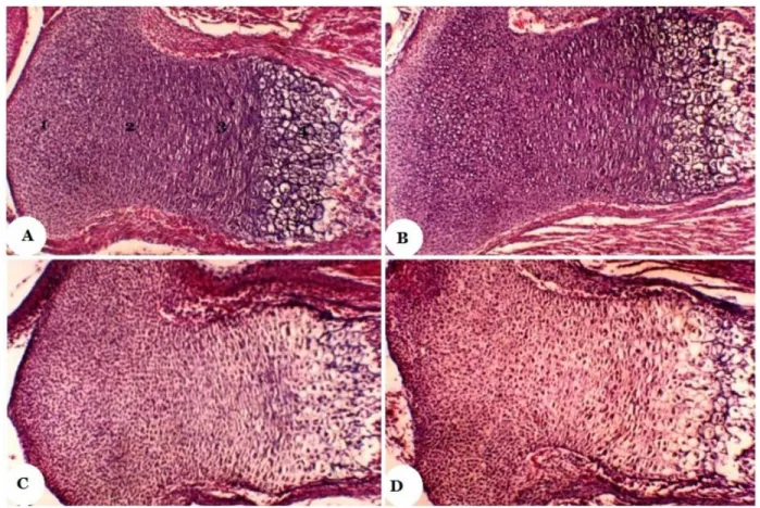Gambar  2.  Fotomikrograf  kartilago  Epifisialis  Tibia  Fetus.  (A)  Kelompok  kontrol;  (B)  dosis  0,5  mg/kgbb;  (C)  dosis 1,0 mg/kgbb; (D) dosis 1,50 g/kgbb
