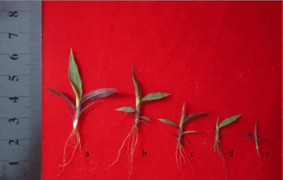 Gambar 1.   Pertumbuhan P. conjugatum dengan pemberian berbagai  konsentrasi ekstrak daun A
