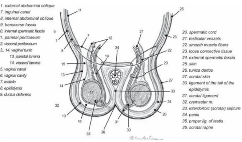 Gambar 1. Skema anatomi organ reproduksi jantan (Constantinescu, 2007). Karnivora  pada  umumnya,  alat  kelamin  jantan  pada  kucing  terbagi  dalam  empat subbagian