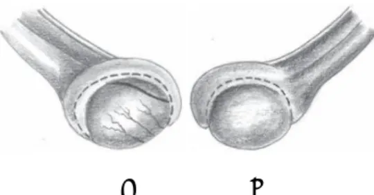 Gambar 2. Testis kucing: A. testikel kucing sudut pandang lateral; B. testikel kucing                       sudut pandang medial (Constantinescu, 2007).