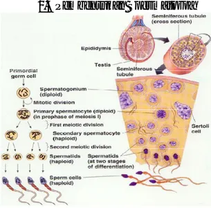 Gambar 5. Spermatogenesis dalam tubulus seminiferu (Junqueira et al., 2007)