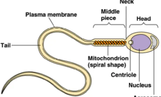 Gambar 6. Morfologi Sperma (Shier et al., 2003)