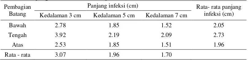 Tabel 3.Panjang infeksi Fusarium sp.