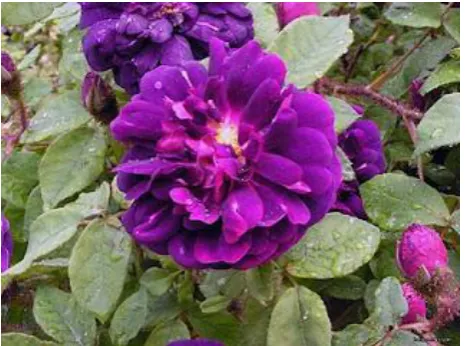 Gambar 2.2.  Rosa Spinosissma 