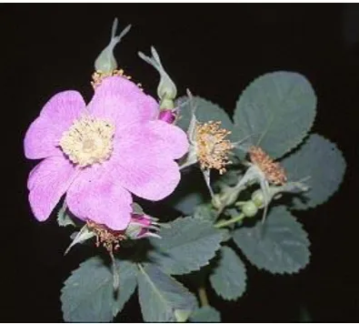 Gambar 2.5. Rosa Fetida Bicolor 
