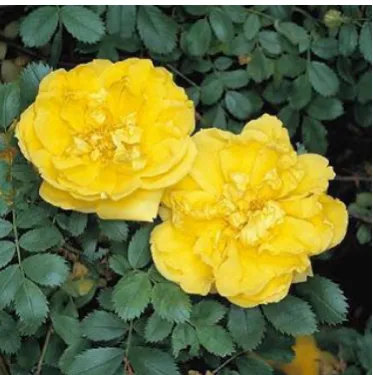 Gambar 2.7. Rosa Chinensis 