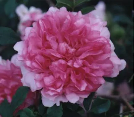 Gambar 2.8. Rosa Banksiae Lutea 