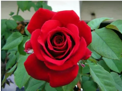 Gambar 2.10. Mawar Merah 