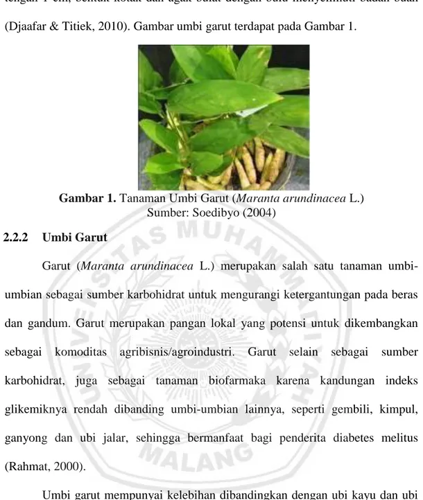Gambar 1. Tanaman Umbi Garut (Maranta arundinacea L.)  Sumber: Soedibyo (2004) 