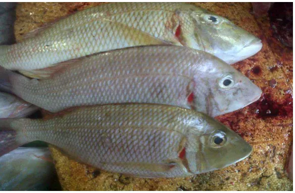 Gambar 1. Ikan Tongkol (Euthynnus affinis) dengan ukuran 1 kg, 0,5 kg dan 0,3 kg 