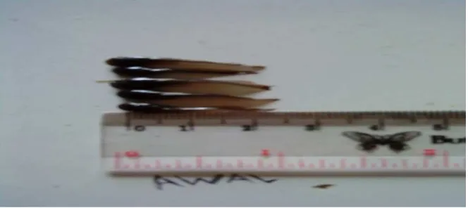 Gambar 1. Ukuran benih ikan lele dumbo (Clarias sp.) pada awal penelitian 