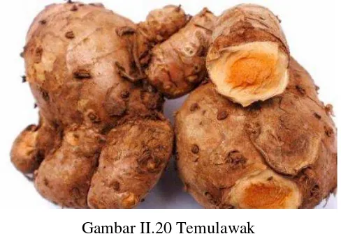 Gambar II.20 Temulawak 