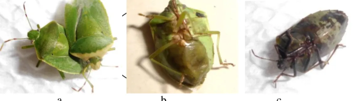 Gambar 2. a. Kepik hijau yang sehat, b. kepik hijau yang mati akibat ekstrak biji  pinang, abdomen menghitam dan c