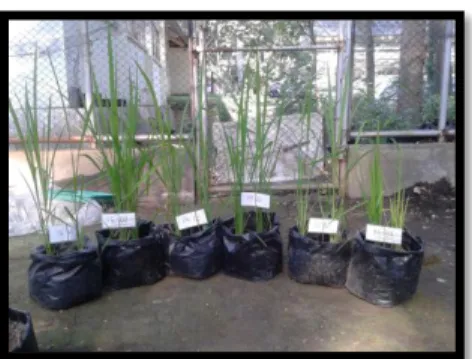 Gambar 4. Perbandingan serangan terhadap  batang tanaman padi (kiri) foto literatur 
