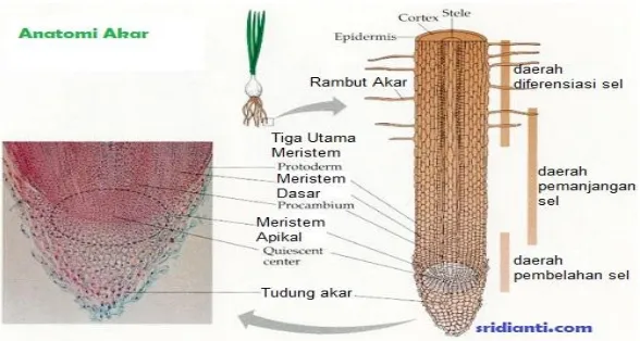 Gambar 2.1 Bagian anatomi akar tumbuhan 