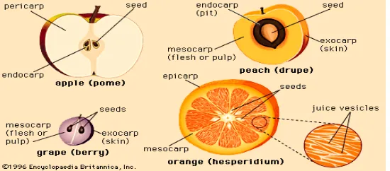 Gambar 2.5 anatomi bagian-bagian buah 