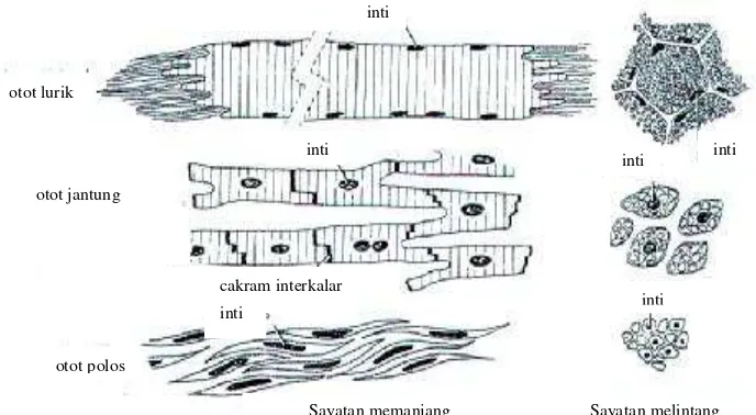 Gambar 4.6  Macam-macam jaringan otot (Sumber : Junquera and Carneiro, 1980). 