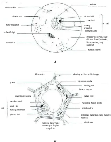 Gambar 4.1 Perbedaan struktur sel hewan (A, diameter sel sekitar 20 μ) dengan    struktur sel tumbuhan (B, diameter sel sekitar 40 μ) (Sumber: Green and Taylor, 1986) 