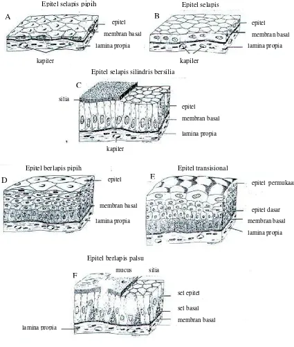 Gambar 4.2  Macam-macam jaringan epitel;  A,B, dan C merupakan jenis  epitel selapis dan D, E, dan F epitel berlapis (Sumber:  Junquera and Carneiro, 1980) 