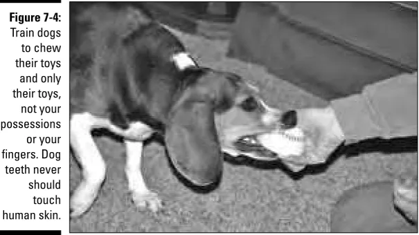 Figure 7-4:Train dogs