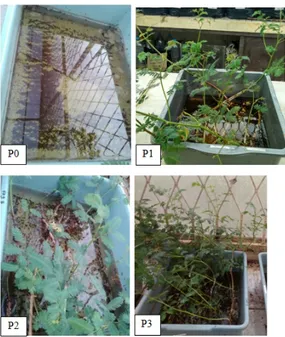 Gambar 1: Unit perlakuan mimosa air (N.oleracea) setelah 14 hari penelitian Po: kontrol; P1: 25 g; P2: 50 g; P3: 100 g Pembahasan