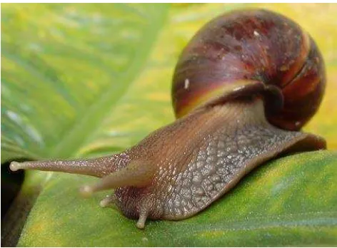 Gambar II.3 Bekicot (Achatina Fulica) contoh dari Gastropoda Sumber : www.Panoramio.com( 16 november 2014) 