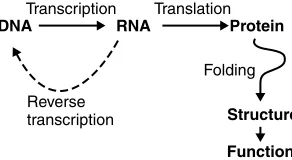 Figure 1.5The central dogma of molecular biology.