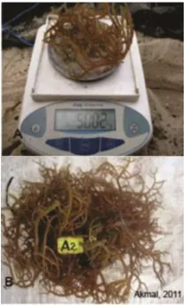 Gambar 2. Warna tallus rumput laut K. alvarezii berdasarkan adaptasi pada kedalaman 20 cm (A) Bibit awal, (B) Rumput laut akhir penelitian 