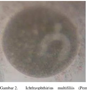 Gambar 2. Ichthyophthirius multifiliis (Pembesaran 