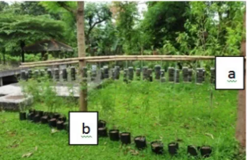 Tabel 1.  Analisis PME-ase asam dan basa serta pH dari sampel tanah gambut dari Kalimantan Tengah  (Analysis of acid and base PME-ase of peat soil samples from Central Kalimantan)