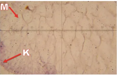 Gambar 1. Penampang histologi jaringan rumput laut K. alvarezii (pembesaran 400x). (K: sel kortikal ; M: sel medular) 