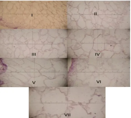 Gambar 2.  Penampang histologi jaringan rumput laut K. alvarezii setiap minggu selama penelitian (pembesaran 400x) 