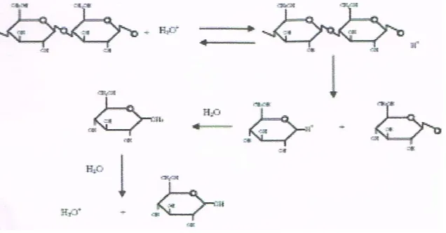 Gambar 6. Mekanisme Reaksi Hidrolisis Selulosa Oleh Asam 