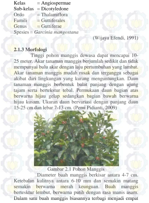 Gambar 2.1 Pohon Manggis