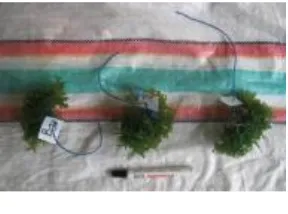 Gambar  5.  Perubahan figmen tiga jenis rumput laut sebelum dan sesudah ditanam di perairan pantai Je’ne Laguruda Kec.Sanrobone, Takalar