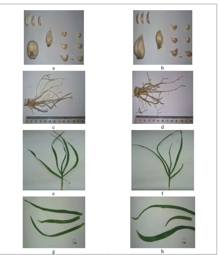Gambar 1. Makroskopik tanaman bawang putih (Allium sativum L.) 
