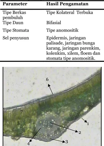 Gambar 1. Daun Kelor (Moringa oleifera)