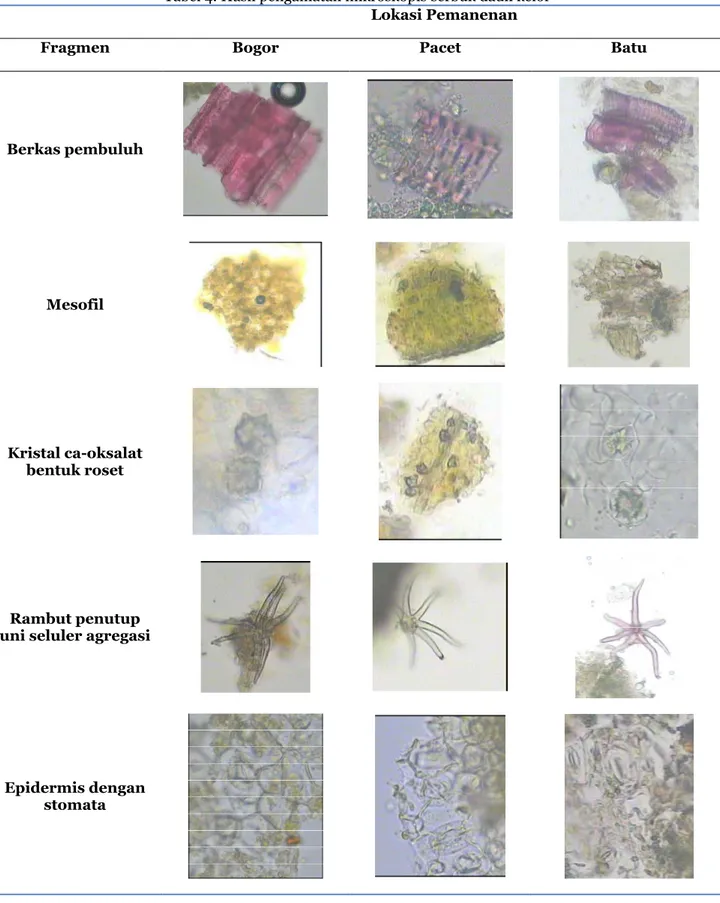 Tabel 4. Hasil pengamatan mikroskopis serbuk daun kelor 