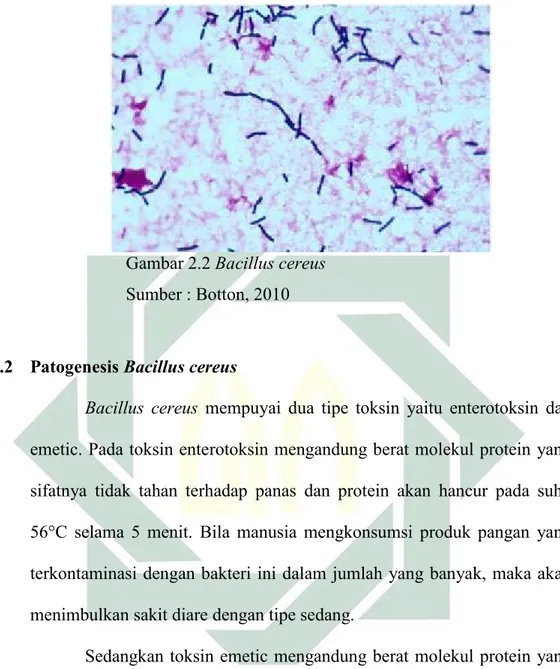 Gambar 2.2 Bacillus cereus  Sumber : Botton, 2010 