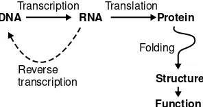 Figure 1.5The central dogma of molecular biology.