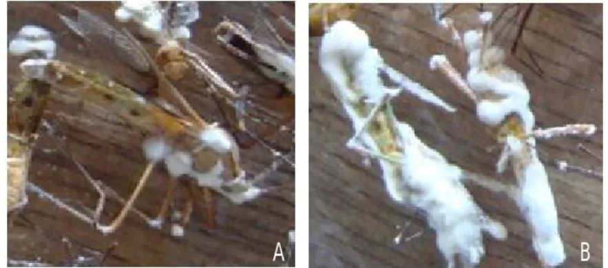 Gambar 1.  Pertumbuhan hifa jamur B.bassiana pada sebagian tubuh walang sangit (A),  hifa jamur B